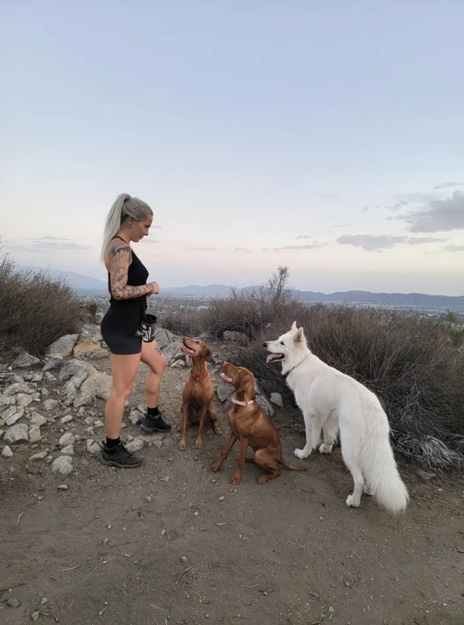 Nicole training on a hilltop trail at dusk with two Vizslas and Neo sitting attentively