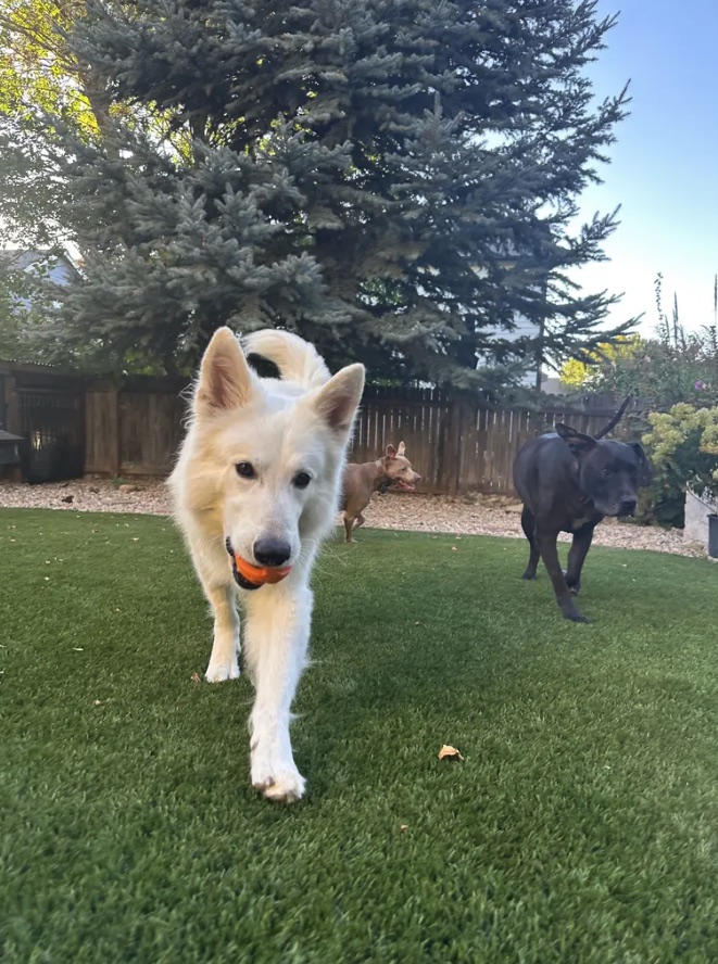 Neo trotting across a backyard lawn with an orange ball, two dog friends behind him