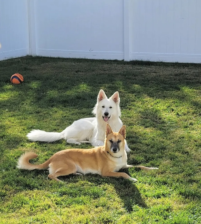 Neo and a tan dog lounging together in the sunny grass