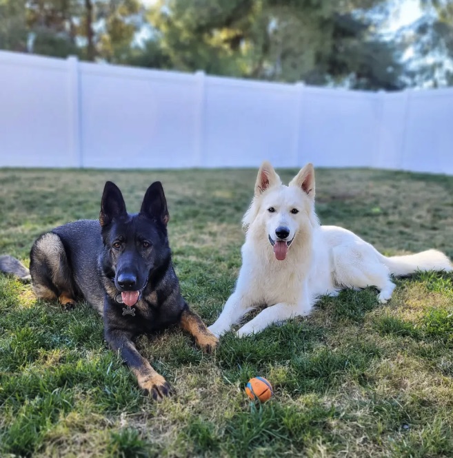 Neo lying in the grass beside a black-and-tan shepherd, a ball between them