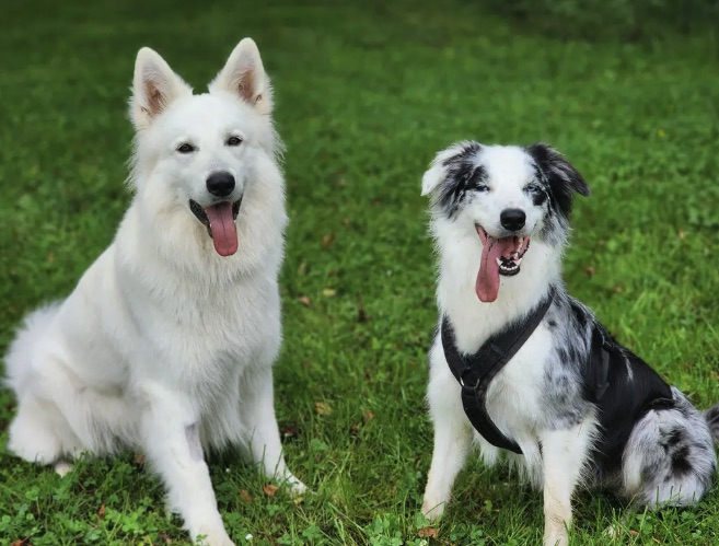 Neo sitting next to a blue merle pup on the grass, both with tongues out