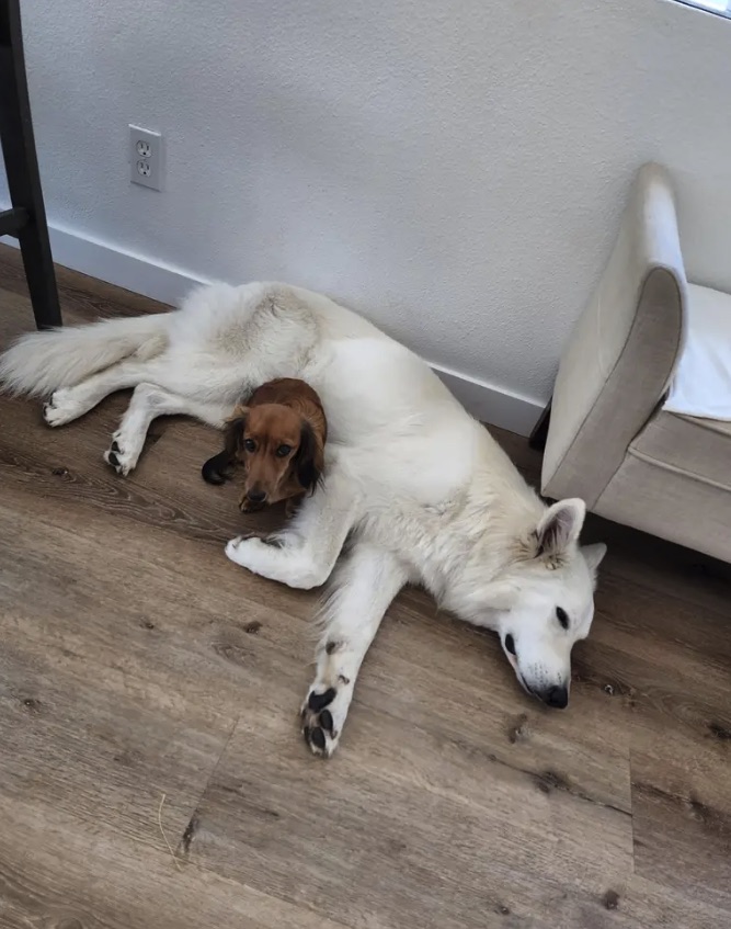 A little long-haired dachshund snuggled up against a sleeping Neo