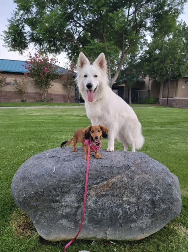 Neo standing behind a little dachshund on a big boulder at the park