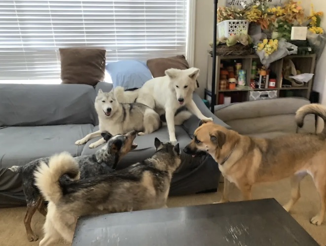 Neo on the couch in the middle of a playful pack of five dogs