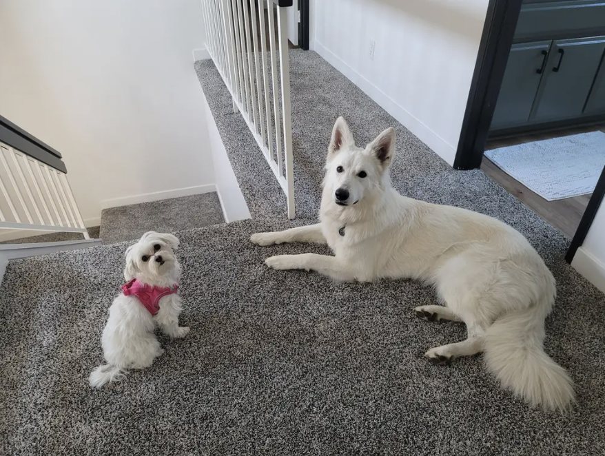 Neo and a little white pup hanging out at home