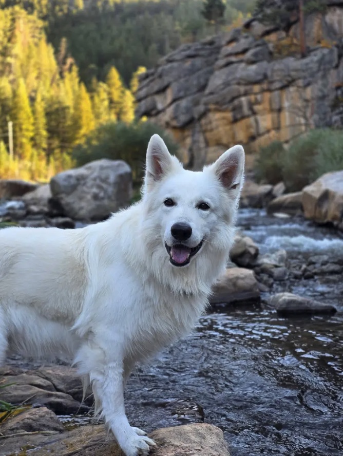 Neo, a fluffy white Swiss Shepherd, standing on a rock in a mountain creek with his tongue out, smiling at the camera
